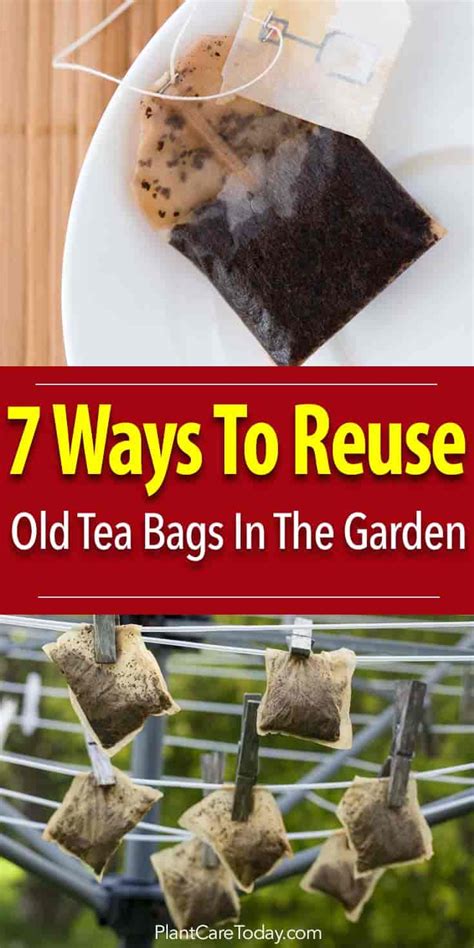 are old tea bags safe.